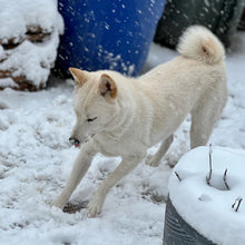 Load image into Gallery viewer, Long-Term Boarding | 30+ Nights