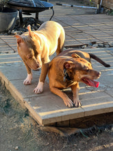 Load image into Gallery viewer, Long-Term Boarding | 30+ Nights