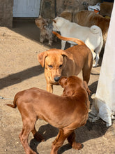 Load image into Gallery viewer, Long-Term Boarding | 30+ Nights