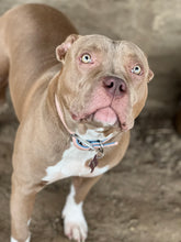 Load image into Gallery viewer, Long-Term Boarding | 30+ Nights