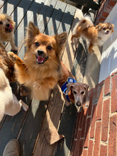 Load image into Gallery viewer, Long-Term Boarding | 30+ Nights