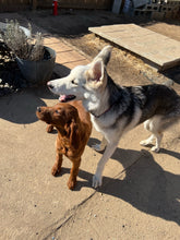 Load image into Gallery viewer, Long-Term Boarding | 30+ Nights