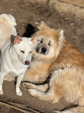 Load image into Gallery viewer, Long-Term Boarding | 30+ Nights