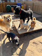 Load image into Gallery viewer, Long-Term Boarding | 30+ Nights