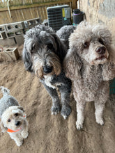 Load image into Gallery viewer, Long-Term Boarding | 30+ Nights