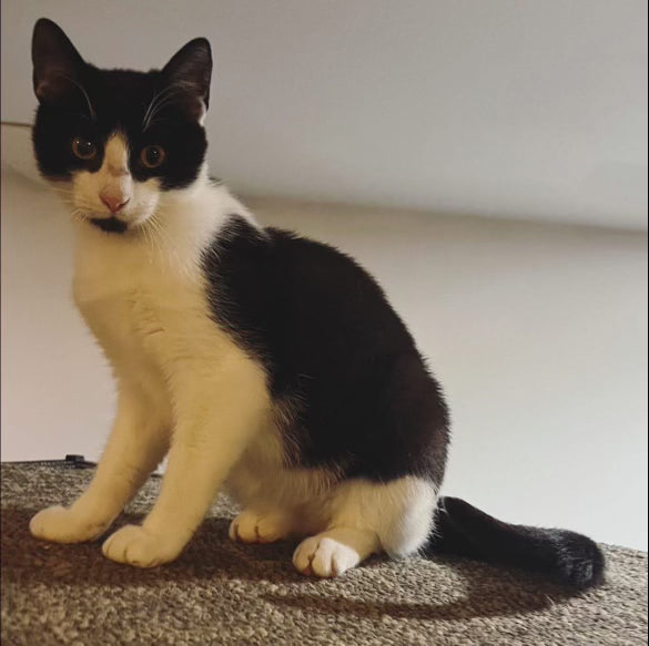 Nicolas • M | 1-2yo