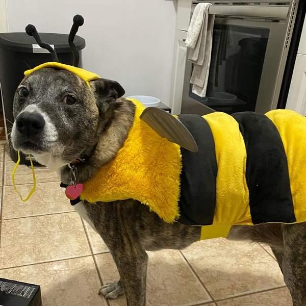 Bumble Bee | Dog Costume
